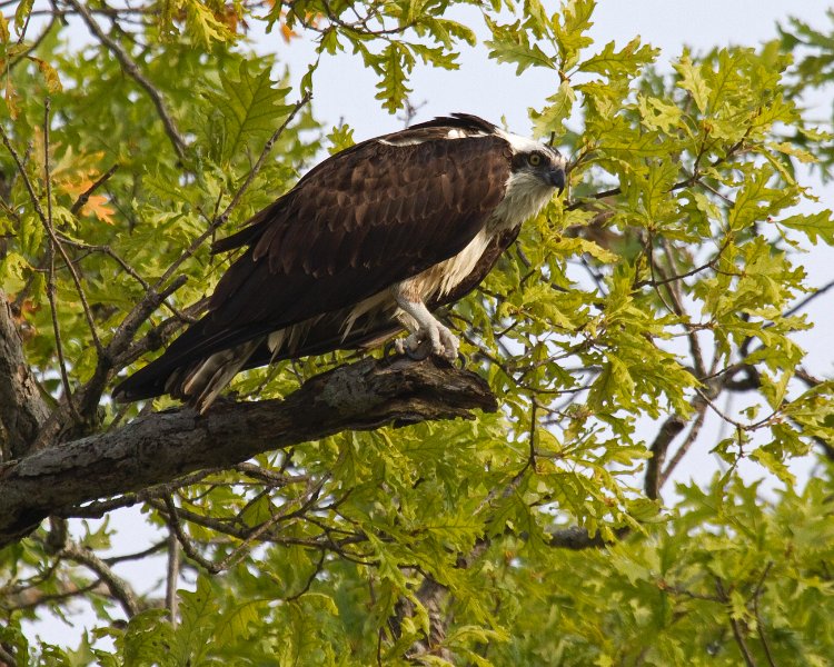 Osprey-0310