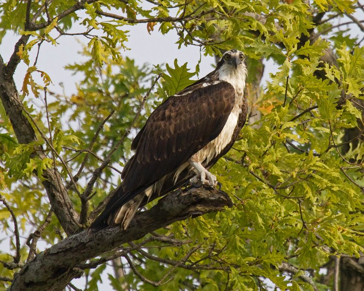 Osprey-0311