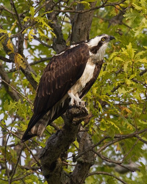 Osprey-0312