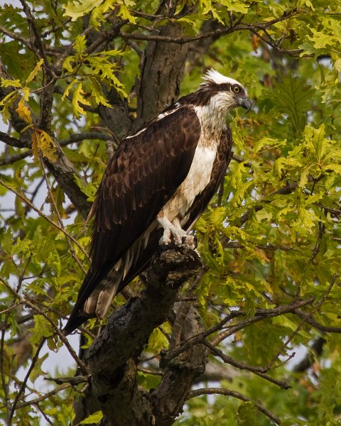 Osprey-0313
