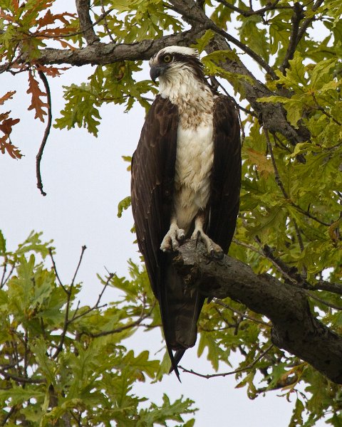 Osprey-0315
