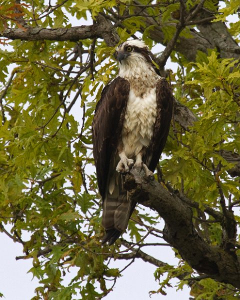 Osprey-0316