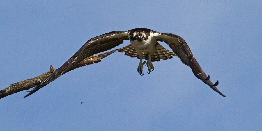 Osprey-0330