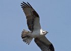 Ospreys