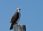 Osprey-0012.jpg