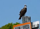 Osprey-0013.jpg