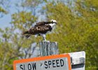 Osprey-0014.jpg