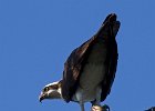 Osprey-0019.jpg
