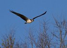 Osprey-0022.jpg