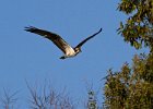 Osprey-0023.jpg