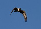 Osprey-0024.jpg