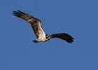 Osprey-0025.jpg