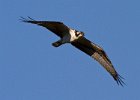 Osprey-0026.jpg