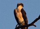 Osprey-0030.jpg