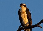 Osprey-0031.jpg