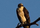 Osprey-0032.jpg