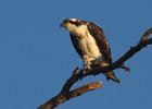 Osprey-0033.jpg