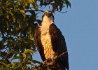 Osprey-0034.jpg