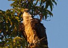 Osprey-0035.jpg
