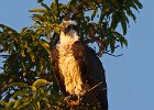 Osprey-0037.jpg