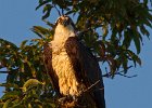 Osprey-0038.jpg