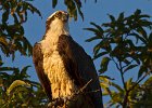 Osprey-0039.jpg