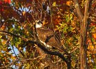 Osprey-0040.jpg