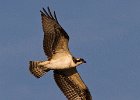 Osprey-0041.jpg