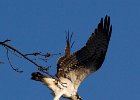 Osprey-0042.jpg