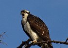 Osprey-0054.jpg