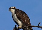 Osprey-0055.jpg