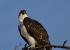 Osprey-0056.jpg