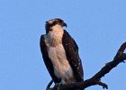 Osprey-0063.jpg