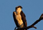 Osprey-0065.jpg