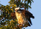 Osprey-0067.jpg