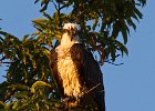 Osprey-0068.jpg