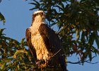 Osprey-0069.jpg