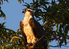 Osprey-0070.jpg