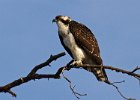 Osprey-0071.jpg