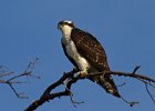 Osprey-0072.jpg