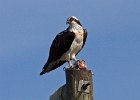 Osprey-0073.jpg