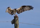 Osprey-0074.jpg