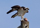 Osprey-0076.jpg
