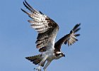 Osprey-0077.jpg