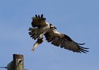 Osprey-0078.jpg