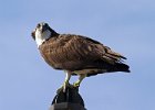 Osprey-0084.jpg