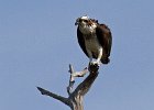 Osprey-0085.jpg