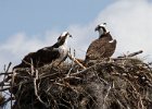 Osprey-0088.jpg