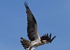 Osprey-0091.jpg