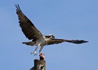 Osprey-0092.jpg